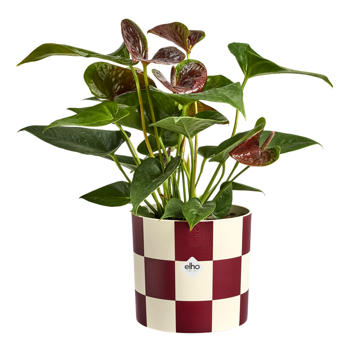 blocks & stripes 15cm dark burgundy`